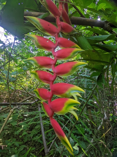 Heliconia rostrata