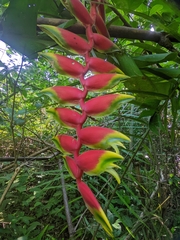 Heliconia rostrata