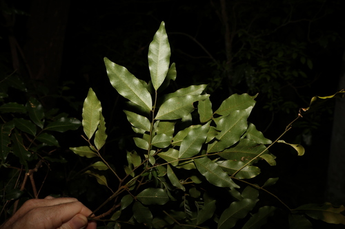Image of Pararchidendron pruinosum by (c) Greg Tasney, some rights reserved (CC BY-SA)