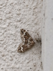 Lampropteryx suffumata