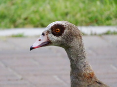 Alopochen aegyptiaca