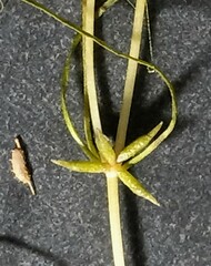 Zannichellia palustris