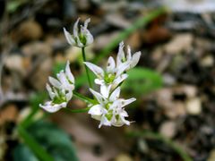 Allium trifoliatum