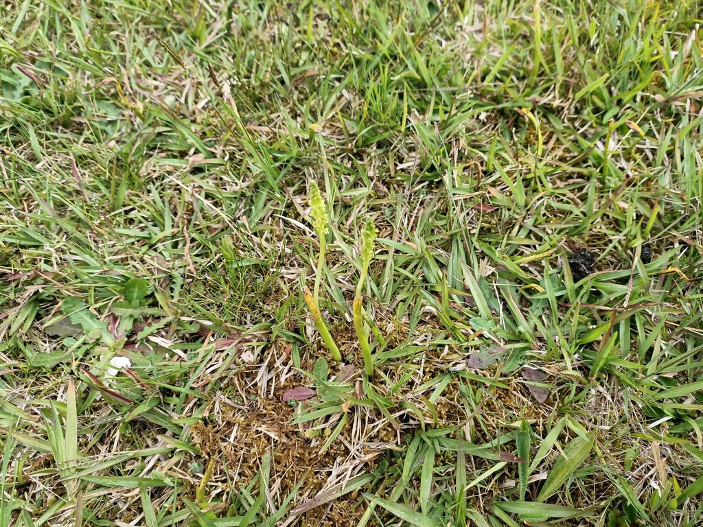 Microtis unifolia