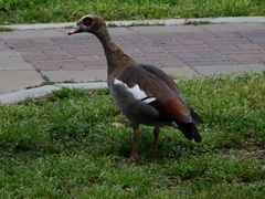 Alopochen aegyptiaca