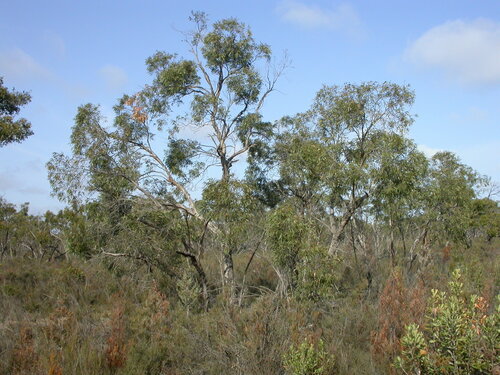 Eucalyptus molyneuxii Rule