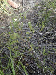 Lachnaea diosmoides