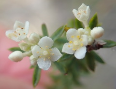 Lachnaea diosmoides