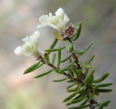 Lachnaea diosmoides