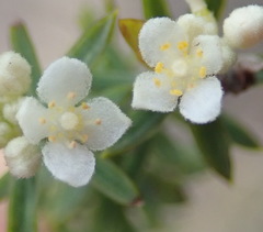 Lachnaea diosmoides