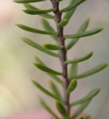 Lachnaea diosmoides