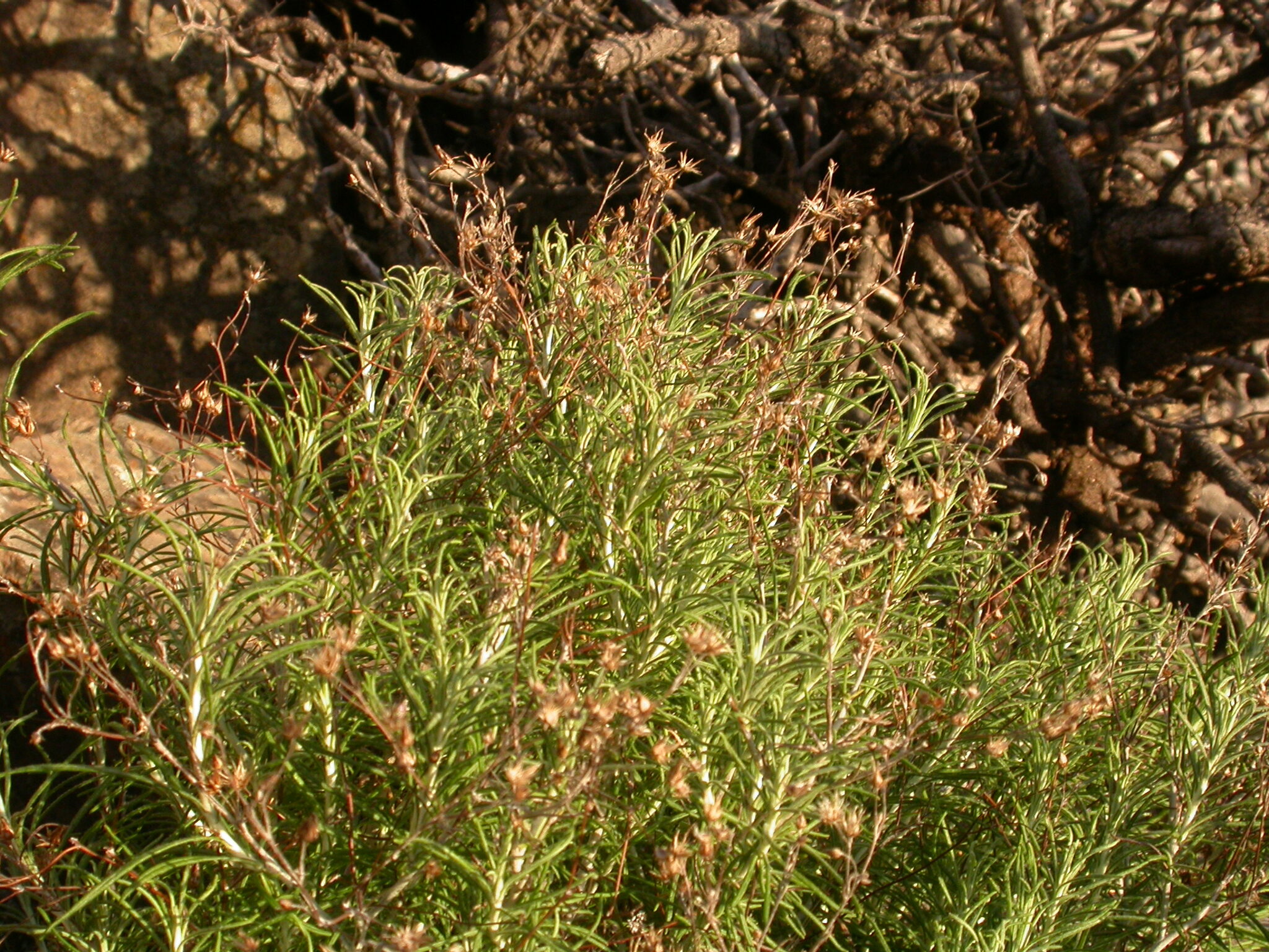 Phagnalon umbelliforme