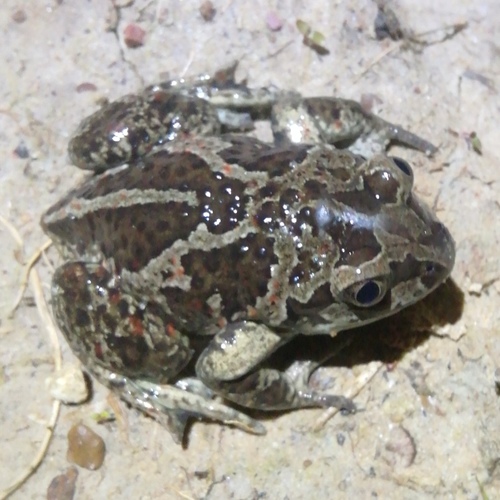Common Spadefoot