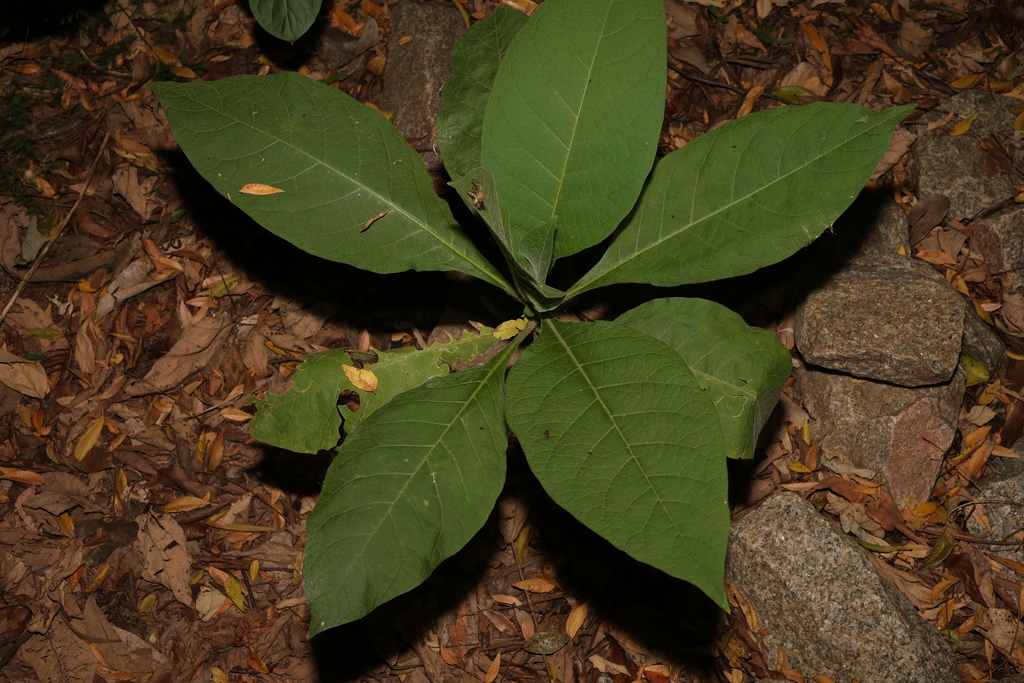 Bugweed From Mount Coot Tha Qld Australia On December At