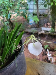 Brassavola nodosa image