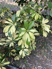 Schefflera arboricola image