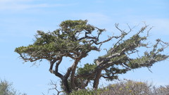 Forchhammeria watsonii