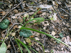 Allium trifoliatum