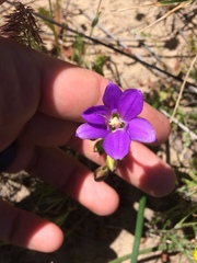 Brodiaea kinkiensis
