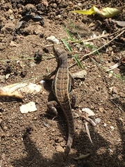 Leiocephalus personatus