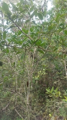 Oliganthes