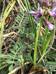 Astragalus distortus engelmannii