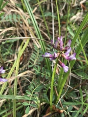 Astragalus distortus engelmannii