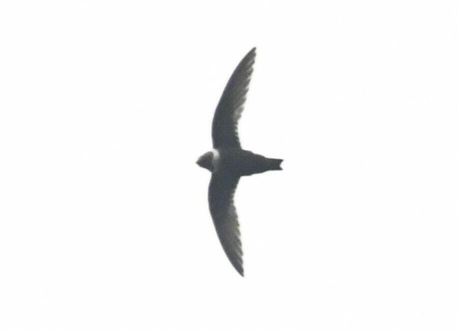 White-collared Swift