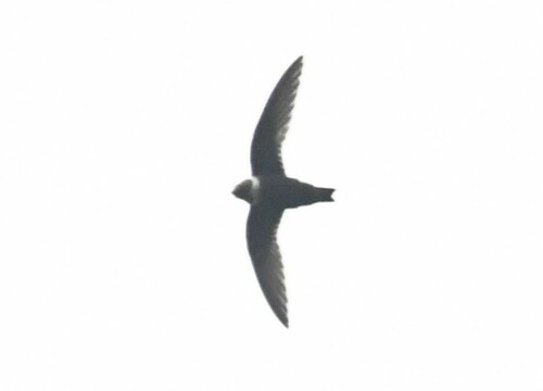 White-collared Swift