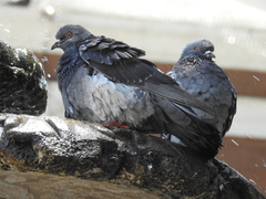Columba livia domestica