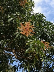 Mangifera indica image
