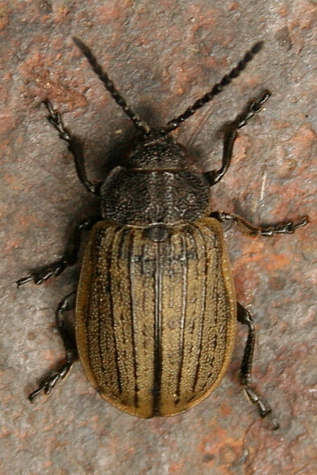 Galeruca interrupta