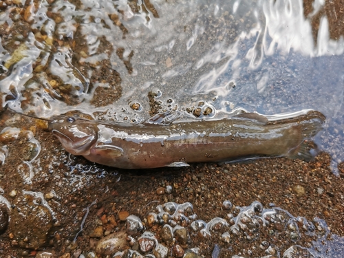 Cave chulín (Rhamdia laticauda) — Heptapteridae
