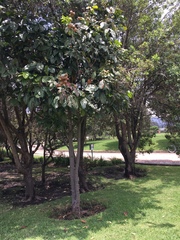 Pittosporum undulatum