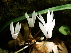 Cyclamen creticum