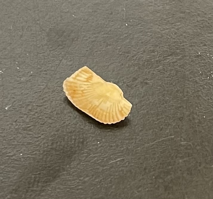 Hawaiarca