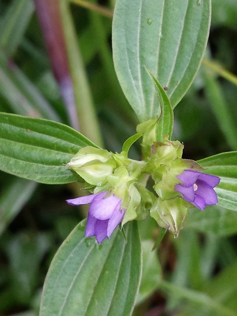 Exacum quinquenervium