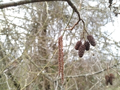 Alnus glutinosa barbata
