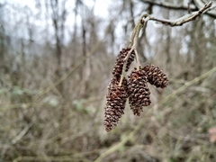Alnus glutinosa barbata