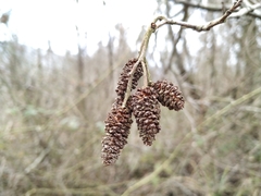 Alnus glutinosa barbata