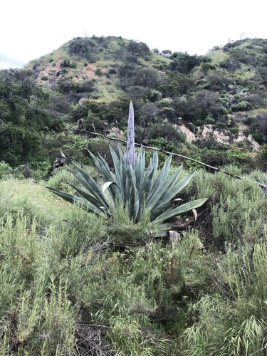 American century plant (Agave americana)  iNaturalist