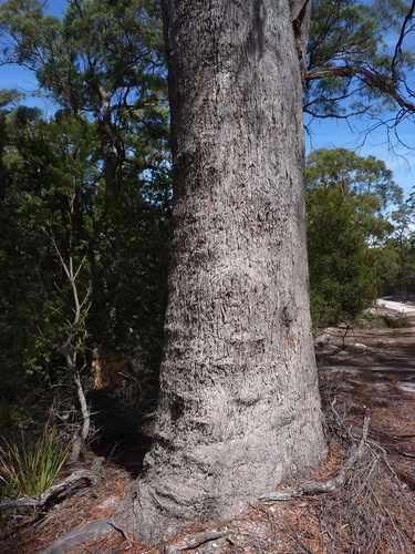 Eucalyptus amygdalina