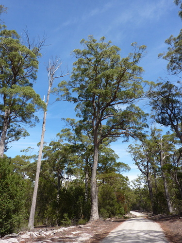 Eucalyptus amygdalina Labill.