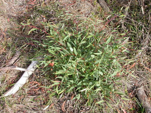 Eucalyptus amygdalina
