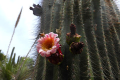 Cephalocereus polylophus