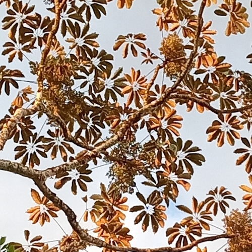 Image of Didymopanax morototoni by (c) Emily Abrego, some rights reserved (CC BY)