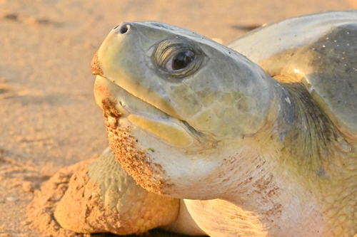 Photo of Flatback turtle (Natator depressus)