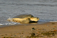 Flatback Turtle photo 5