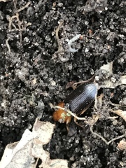 Amphasia interstitialis