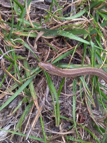 Chamaesaura anguina
